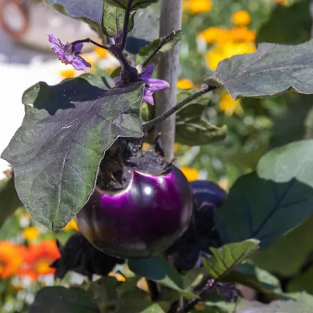 Szálloda La Luna Barano dʼIschia