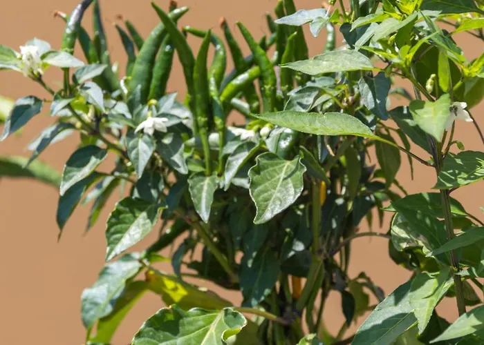 La Luna 3* Барано-д'Иския