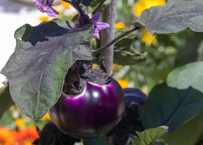 Szálloda La Luna Barano dʼIschia
